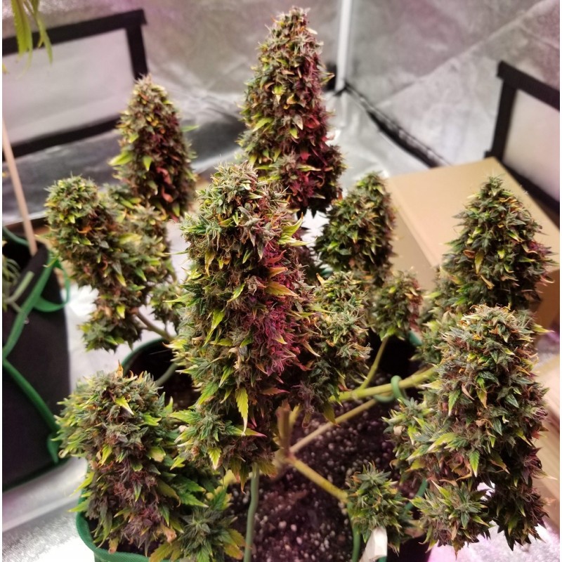 Nasiona marihuany automatyczne Auto Super Hybrid Chocolope - odmiana konopi