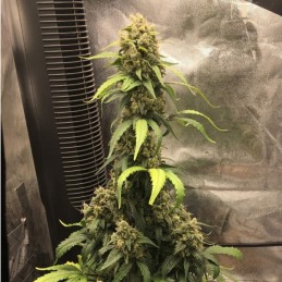 Nasiona marihuany automatyczne Auto Caramelino - odmiana konopi