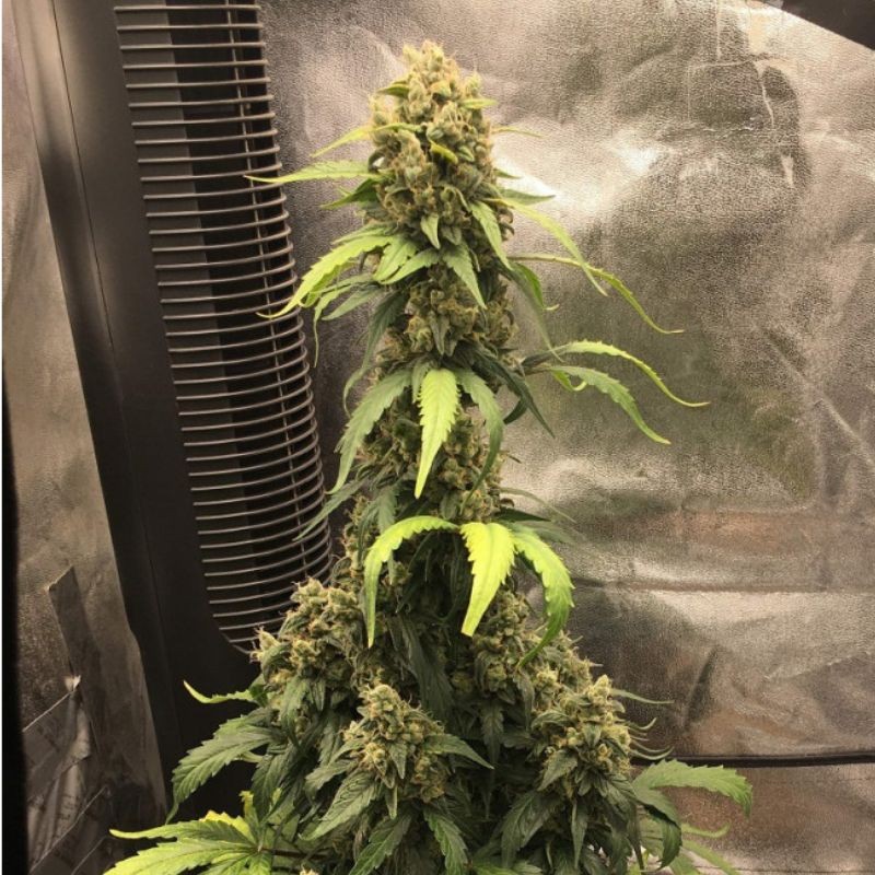 Nasiona marihuany automatyczne Auto Caramelino - odmiana konopi