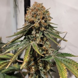 Nasiona marihuany automatyczne Auto Monster Caramelino - odmiana konopi