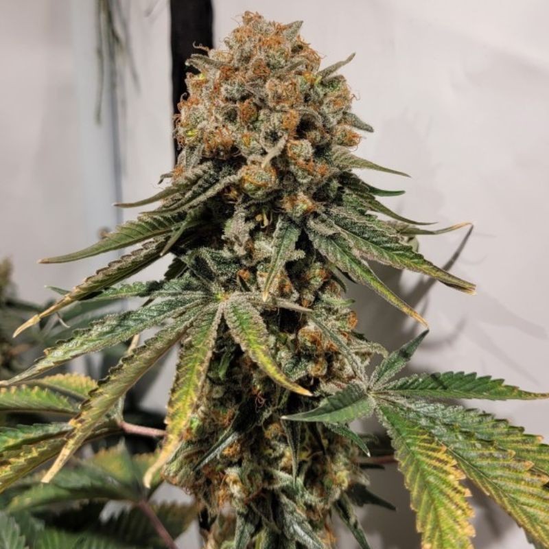 Nasiona marihuany automatyczne Auto Monster Caramelino - odmiana konopi