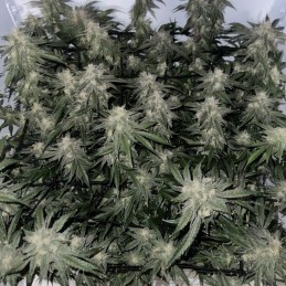 Nasiona marihuany automatyczne Auto Amnesia Haze - odmiana konopi