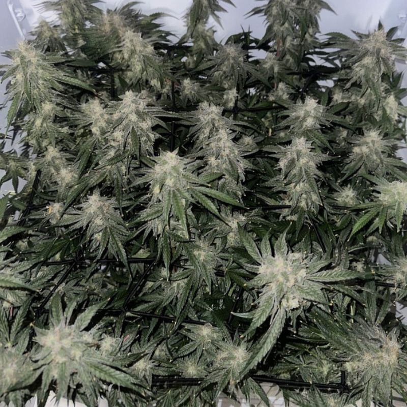 Nasiona marihuany automatyczne Auto Amnesia Haze - odmiana konopi