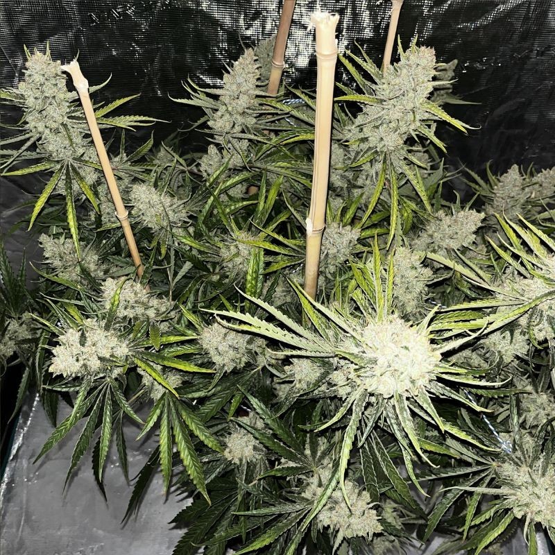 Nasiona marihuany automatyczne Auto Bud Amnesia Haze - odmiana konopi