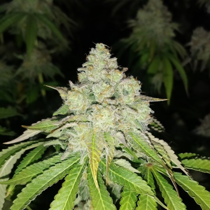 Nasiona marihuany automatyczne Auto Snow Amnesia Haze - odmiana konopi