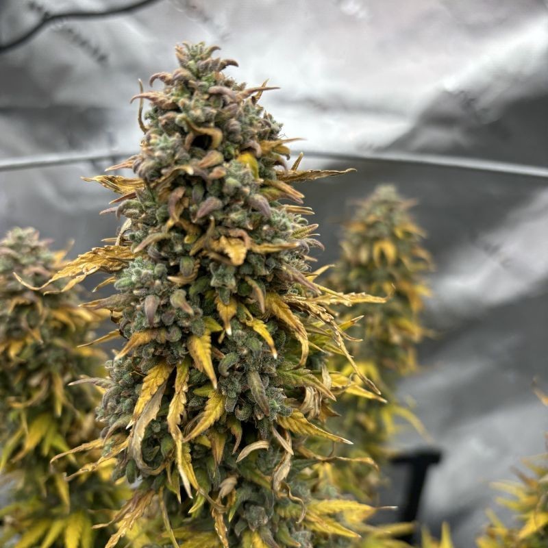 Nasiona marihuany automatyczne Auto Black Amnesia Haze - odmiana konopi