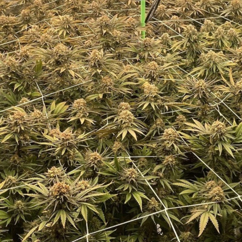 Nasiona marihuany Amnesia Haze - odmiana konopi