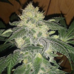 Nasiona marihuany Amnesia Power Haze - odmiana konopi