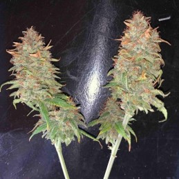 Nasiona marihuany Amnesia Haze Crack Bud - odmiana konopi