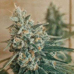 Nasiona marihuany Hard Amnesia Haze - odmiana konopi