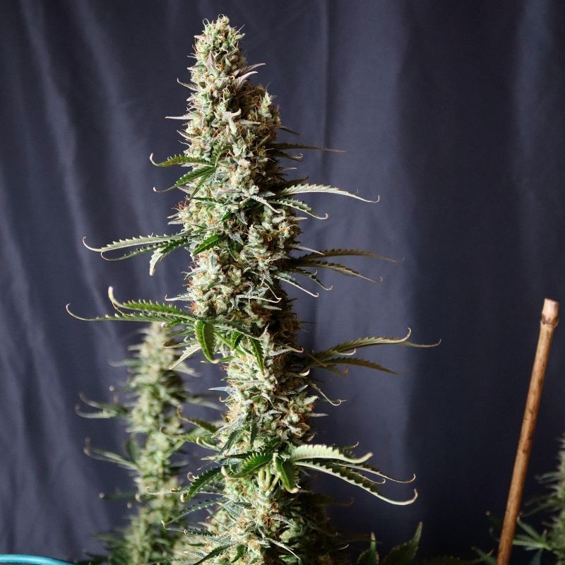 Nasiona marihuany Amnesia Haze Sativa - odmiana konopi