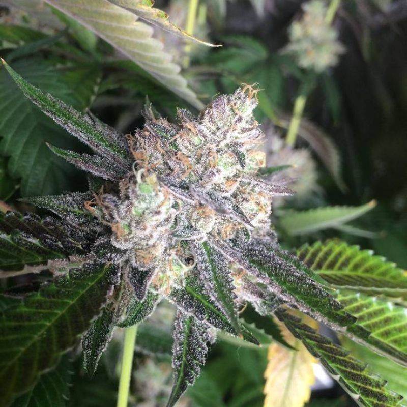 Nasiona marihuany Amnesia Haze Ball - odmiana konopi