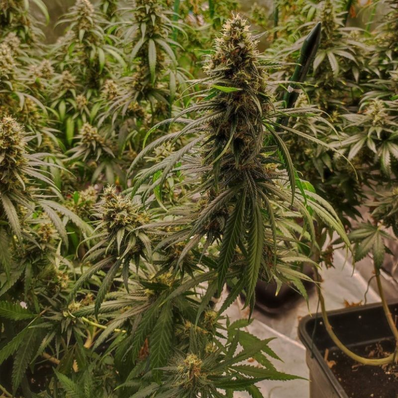 Nasiona marihuany Amnesia Skunk Haze - odmiana konopi