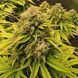 Nasiona marihuany Green Amnesia Haze - odmiana konopi