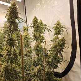 Nasiona marihuany automatyczne Amnesia Haze Lemonade Auto - odmiana konopi