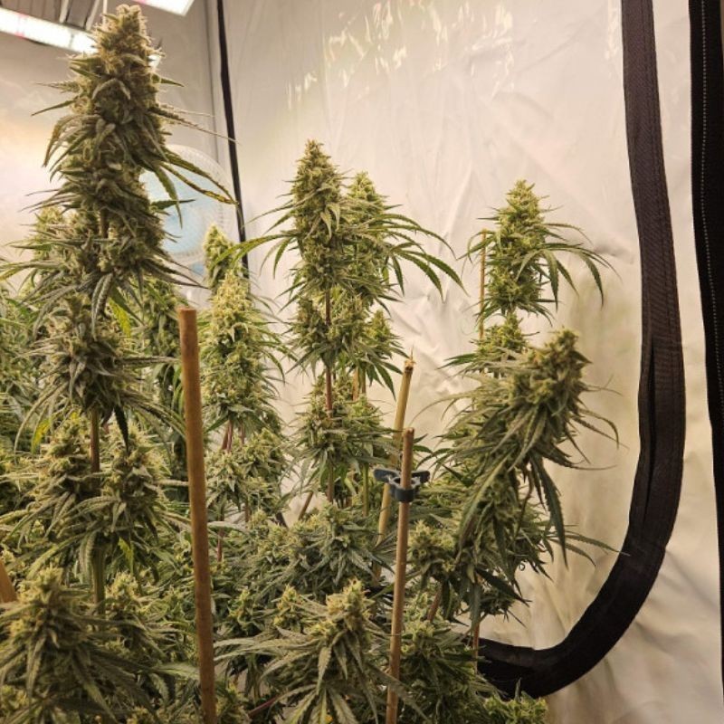 Nasiona marihuany automatyczne Amnesia Haze Lemonade Auto - odmiana konopi