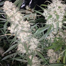 Nasiona marihuany automatyczne Amnesia Haze Cheesecake Auto - odmiana konopi