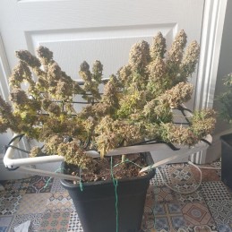 Nasiona marihuany automatyczne Super Amnesia Haze Auto - opis odmiany konopi