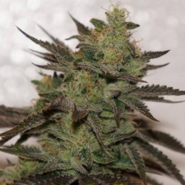 Nasiona marihuany automatyczne Amnesia Haze Domina Auto - odmiana konopi