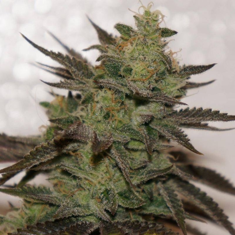 Nasiona marihuany automatyczne Amnesia Haze Domina Auto - odmiana konopi