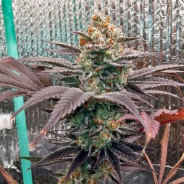 Nasiona marihuany automatyczne Amnesia Haze Bomb Auto - odmiana konopi