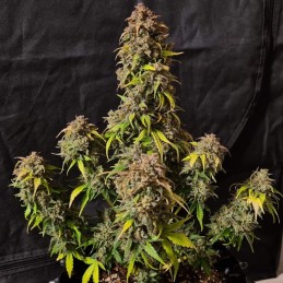 Nasiona marihuany Super Silver Haze Regular - opis odmiany konopi