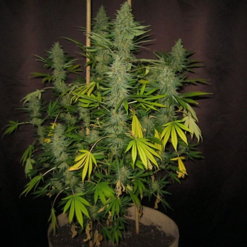 Nasiona marihuany Skunk Silver Haze - opis odmiany konopi