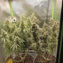 Nasiona marihuany Banana Silver Haze - odmiana konopi