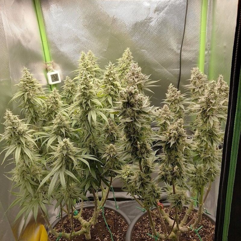 Nasiona marihuany Banana Silver Haze - odmiana konopi