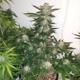 Nasiona marihuany Critical Grapefruit Silver Haze - odmiana konopi