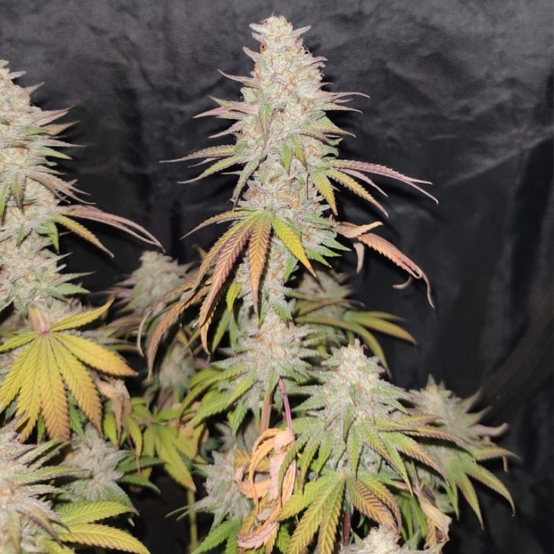 Nasiona marihuany Russian Snow - opis odmiany konopi