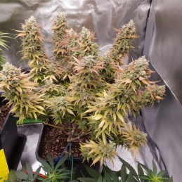 Nasiona marihuany Russian Snow Kush - opis odmiany konopi