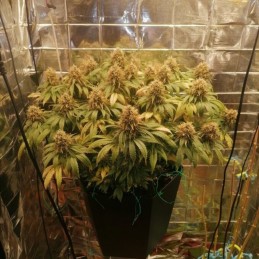 Nasiona marihuany automatyczne Lowryder Banana Auto - opis odmiany konopi