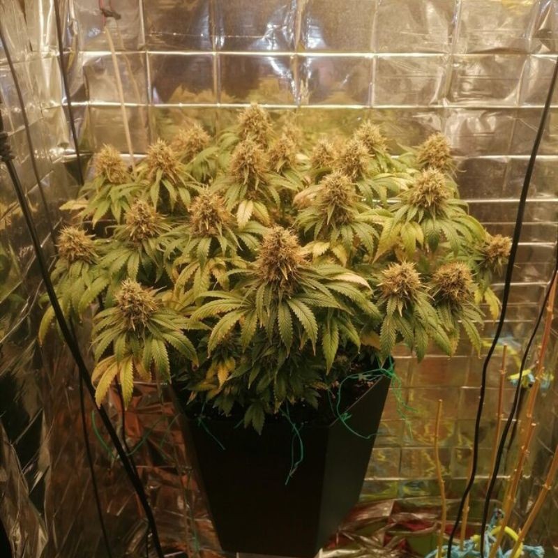 Nasiona marihuany automatyczne Lowryder Banana Auto - opis odmiany konopi