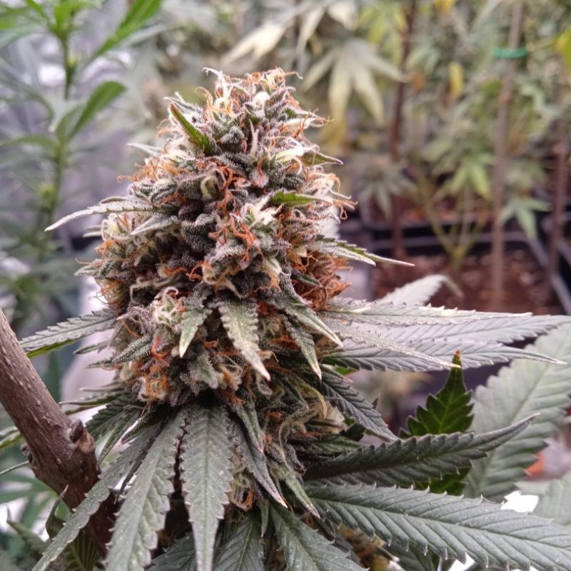 Nasiona marihuany Orange Cheese - opis odmiany konopi