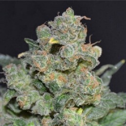 Nasiona marihuany Cheese Green Power - odmiana konopi