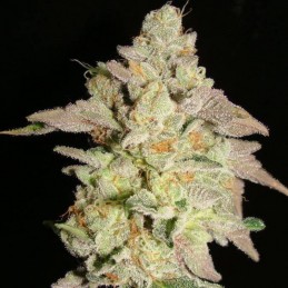 Nasiona marihuany Cheese White - odmiana konopi