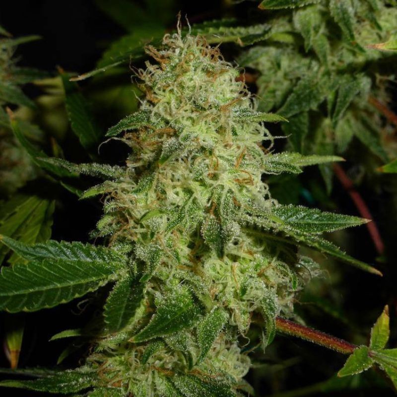 Nasiona marihuany Cheese Amnesia - odmiana konopi