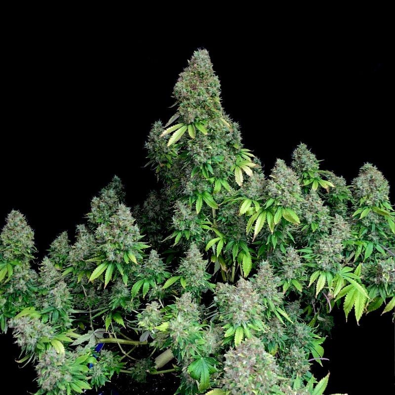 Nasiona marihuany Cheese Pure - odmiana konopi