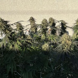 Nasiona marihuany Cheese Black - odmiana konopi