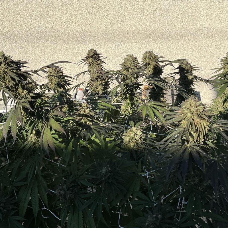 Nasiona marihuany Cheese Black - odmiana konopi