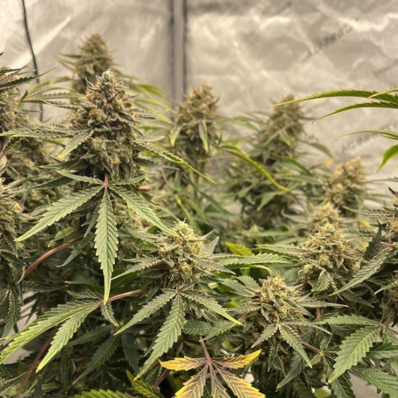 Nasiona marihuany Cheese Power Blueberry - odmiana konopi