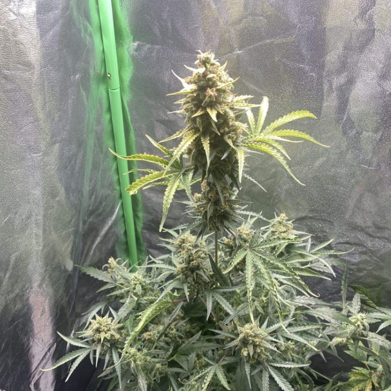 Nasiona marihuany Cheese Gelato - odmiana konopi