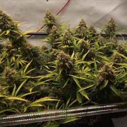Nasiona marihuany automatyczne Blue Cheese Lemon Automatic - odmiana konopi