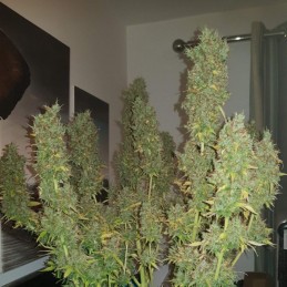 Nasiona marihuany automatyczne Cheese Power Bud Auto - odmiana konopi