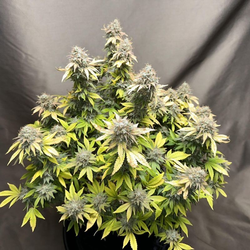 Nasiona marihuany automatyczne Cheese Gelato Auto - odmiana konopi