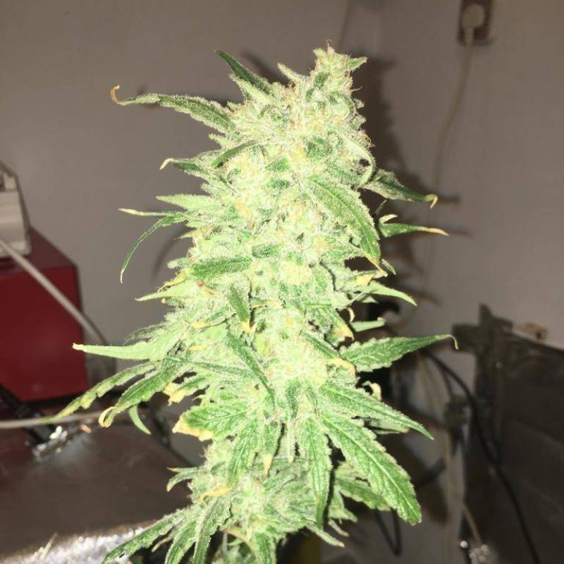 Nasiona marihuany Extra Amnesia - odmiana konopi