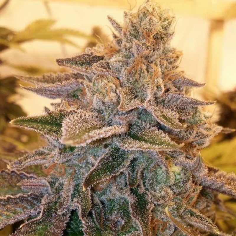 Nasiona marihuany Amnesia Black - odmiana konopi