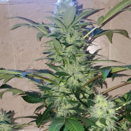 Nasiona marihuany Amnesia Caramel - odmiana konopi