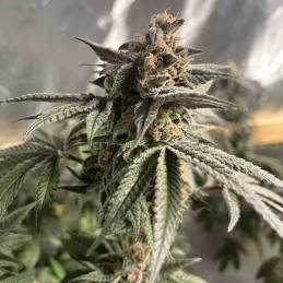 Nasiona marihuany Amnesia Fullgas - odmiana konopi